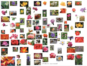 100 Flower Photos, Anne Wasciuk