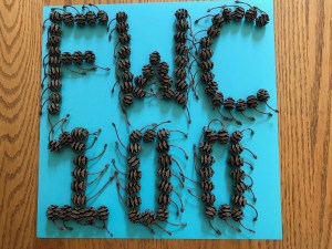 Dawn Redwood Pine Cones, Kari Michalowski