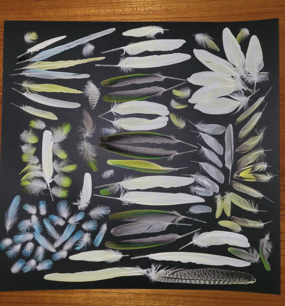 Feathers, Marcy Breslow