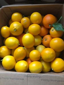 When Life Gives You Lemons, Smilka Zdravkovska.